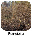 Forsizia